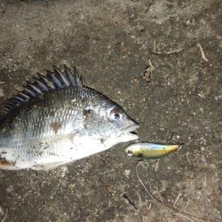 どシャロー‼ボトムごりごり‼